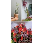 Aşkın Gözyaşı Çiçeği Fidanı 10-20 cm thumbnail 1