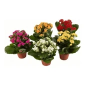 Kalanşo Çiçeği Fidanı Kalanchoe Kalandiva 5 Adet 10-20 cm thumbnail 2