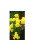Sarı Kasımpatı Krizantem Chrysanthemum Çiçeği 10-20 Cm thumbnail 1