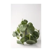 Çin Para Çiçeği Fidanı ( Pilea Peperomioides) 10-20 cm thumbnail 2
