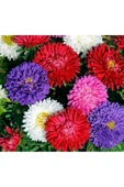 Sarı Kasımpatı Krizantem Chrysanthemum Çiçeği 10-20 Cm thumbnail 4
