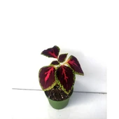 Yaprak Güzeli Çiçeği 1 Adet Saksılı 10-20 cm Kolyos thumbnail 3