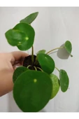 Pilea şans bitkisi çiçeği Ofıs bitkisi Salon Bitkisi 10-20 cm thumbnail 1