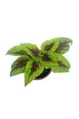 Yaprak Güzeli Fidanı Scarlet Coleus 10-20 cm - 4