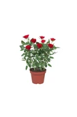 Minyatür Gül Fidanı Kırmızı 10-20 cm - 1