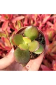 Crassula Ovata, Para Ağacı, Feng Shui, 10-20 cm - 3