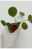 Çin Para Çiçeği Saksılı Bitki Pilea Peperomioides Pilea bitkisi pilea sukulent thumbnail 1
