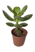 Şans ve Para Çiçeği Crassula Ovata Fidanı Saksılı 10-20 cm thumbnail 1