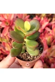 Crassula Ovata, Para Ağacı, Feng Shui, 10-20 cm - 2
