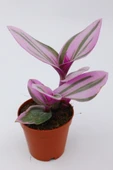 Tradescantia Nanouk Telgraf Çiçeği Fidanı 10-20 cm thumbnail 3