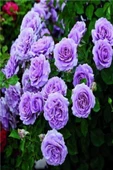 Yediveren Lila Gül Fidanı Yediveren Lilac Rose 1 Adet 10-20 Cm thumbnail 2