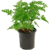 Pelargonium Odoratissimum Itır Bitkisi 10-20 cm - 1