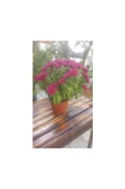 Isparta Gülü Kasımpatı Krizantem, (Chrysanthemum) Çiçeği Pembe 10-20 cm thumbnail 3