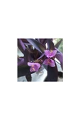 Telgraf Kara Sevda Çiçeği Tradescantia 10-20 cm Mor thumbnail 1