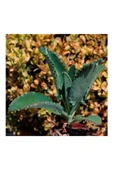 Aşkın Gözyaşı Çiçeği Fidanı (Kalanchoe Daigremontiana) 10-20 cm - 2