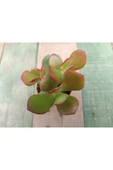 Crassula Ovata Hummels Sunset Para Ağacı 10-20 cm thumbnail 3