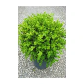 Şimşir Fidanı 20-40 Cm( Buxus Japonica Rococo ) thumbnail 2