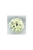 Kasımpatı Krizantem Chrysanthemum Beyaz 10-20 Cm thumbnail 5