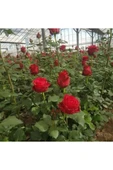 Kırmızı Gül Fidanı 10-20 cm thumbnail 1