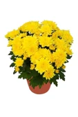 Saksıda Kasımpatı Çiçeği (chrysanthemum) SARI 10-20 cm thumbnail 1