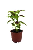 Yaprak Güzeli Fidanı Scarlet Coleus 10-20 cm - 3