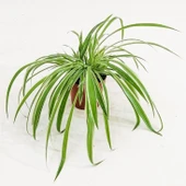 Variegatum Chlorophytum Comosum Kurdele Çiçeği 10-20 cm thumbnail 1