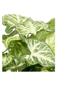Melek Kanadı Iç Mekan Süs Bitkisi Syngonium Podophyllum 10-20 cm - 2