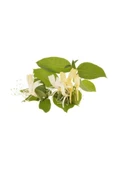 Lonicera Caprifolium (Hanımeli) Fidanı 10-20 cm thumbnail 4