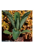 Aşkın Gözyaşı Çiçeği Fidanı (Kalanchoe Daigremontiana) 10-20 cm - 1