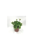 Sünbül Ağa Pembe Beyaz Ceylan Gözü Sardunya Fidanı 10-20 cm - 3