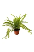 Aşk Merdiveni Fujer Nephrolepis Ev Bitkisi Ofis 10-20 cm thumbnail 1