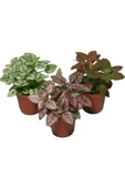Hypoestes Rose Hostes Çiçeği Alacalı Pembe 10-20 cm - 3