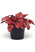 Hypoestes Hostes Fittonia Çiçeği Fidanı Çilli Kırmızı 10-20 cm thumbnail 3
