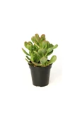 Şans Para Çiçeği Crassula Zenginlik Çiçeği 10-20 Cm thumbnail 4