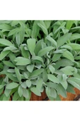 Adaçayı Salvia Officinalis Tıbbi Adaçayı 3 Adet 10-20 cm thumbnail 1