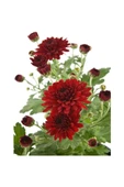 Kırmızı Renk Kasımpatı Çiçeği Fidanı 10-20 cm thumbnail 2