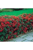 Ateş Dikeni Fidanı  30-60 cm thumbnail 5