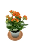 Kalanchoe (Kalanşo) Turuncu Çiçeği Fidanı 10-20 cm thumbnail 2