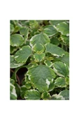 Yogun Kokulu Plectranthus Forsteri 10-20 cm thumbnail 3