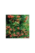 Acem Borusu Campsis Radicans Fidanı Somon 20-40 cm thumbnail 2