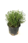 Saksılı Kekik Fidanı Potted Thyme Sapling 10-20 Cm thumbnail 1