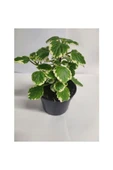 Yogun Kokulu Plectranthus Forsteri 10-20 cm thumbnail 1