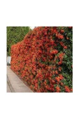 Ateş Dikeni Fidanı  30-60 cm thumbnail 2