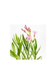 Zakkum Çiçeği Fidanı 30-50 Cm 1 Adet Nerium Oleander thumbnail 2