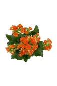 Kalanchoe (Kalanşo) Turuncu Çiçeği Fidanı 10-20 cm thumbnail 1