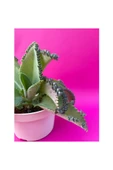 Aşkın Gözyaşı Çiçeği (KALANCHOE DAİGREMONTİANA) Fidanı 10-20 cm thumbnail 2
