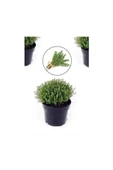 Saksılı Kekik Fidanı Büyük Boy Potted Thyme Sapling 10-20 cm thumbnail 2