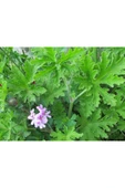 Gül Damlası Itır Çiçeği Fidanı 10-20 Cm thumbnail 3