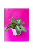 Aşkın Gözyaşı Çiçeği (KALANCHOE DAİGREMONTİANA) Fidanı 10-20 cm thumbnail 1