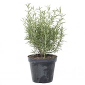 Mor Çiçekli Biberiye Fidanı 10-20 cm thumbnail 1